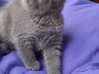 Scottish Fold ve British Shorthair Yavrular