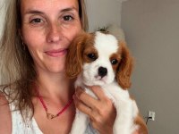 Cavalier King Charles Yavrularımız