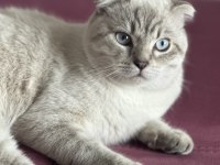 Scottish Fold Blue point shorthair erkek 7 aylık