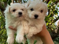 Sıfır boy mükemmel maltese yavrular