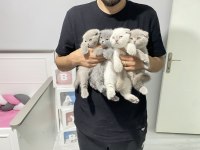 Scottish fold kediler
