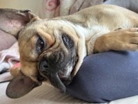 Erkek french bulldog karnesi yoktur