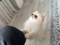3 aylık dişi pomeranian güzellik