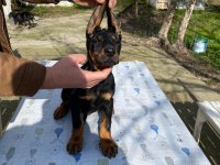 KİNG Doberman köpeği yavru