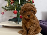 Mükemmel Toy Poodle Dişi Yavrumuz Yeni Ailesini Aramakta