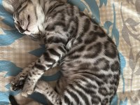 ÜST KALİTE BENGAL KEDİLER
