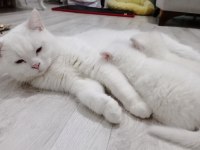 40 günlük british shorthair kediler