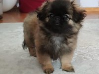 Pekinez cins köpekler acil yuva aranıyor
