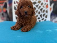 Ömürlük poodle yol arkadaşı