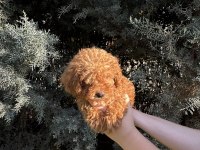 Tuvalet eğitimli evde büyüyen poodle yavrular