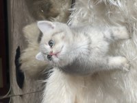 British shorthair golden anne baba şecereli dişi