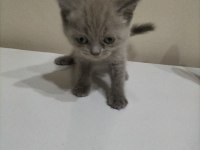 Cok uyguna maviş gözlü british shorthair yavrular