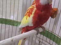 Rozella papağanı 1 yaşında