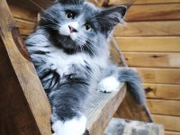 Tüm aşı ve belgeleri eksiksiz şecereli safkan maine coon
