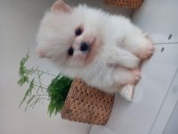 Mükemmel kalitede pomeranian ayıcıklar kaçıran üzülür