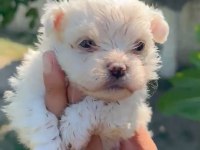 Maltese yavru minyatür boy
