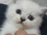british shorthair 55 günlük