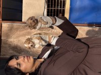 Maltipoo bebeklerimiz