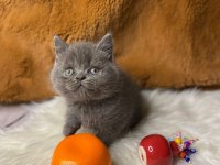 British Shorthair yavru kediler
