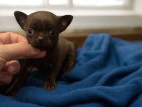 4 aylık dişi çikolata chihuahua