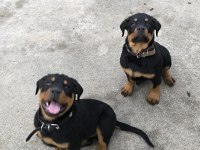 Üst Kalite Dev Rottweiler yavrular