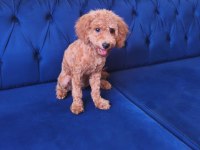 6 Aylık Toy Poodle Dişi