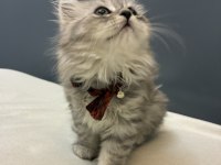 Silver British Longhair Yavrumuz