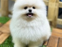 Safkan 0 Burun Pomeranian Boo
