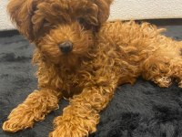 Sahibinden toy poodle
