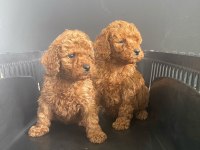 TOY POODLE BEBEKLER