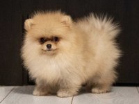 Çok özel tea cup pomeranian yavrularımız