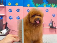 ORJİNAL TOY POODLE YETİŞKİN YAVRU