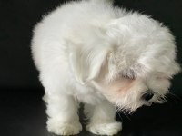 Tea cup kar beyaz kore kan maltese yavrular