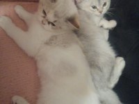 Yavru british shorthair kediler