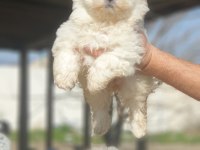 Kar beyaz terrier yavrular