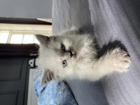 Blue Point British Longhair