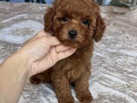 TOY POODLE YAVRULAR