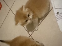 British longhair yavrularım 1 aylık sahiplendirilecek