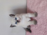 British Shorthair Yavruları
