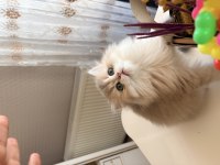 British longhair erkek yavru