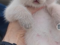 British Shorthair Kedisi