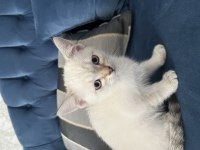 Üç tane cins yavru kedimiz