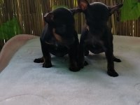 50 günlük aşılı 2 dişi köpeğimiz