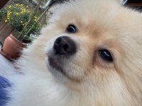 Pomeranian erkek