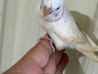 31 GÜNLÜK KONUŞTURMALIK BEBEK MUHABBET KUŞU