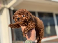 Petmode köpek çiftliğinden tea cup kore poodle