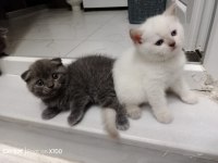 Orjinal Kaliteli British Shorthair Yavrularımız