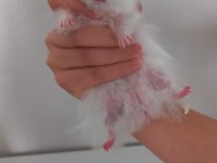 Hamster Coco Yeni Yuvasını Arıyor (eşyalarıyla birlikte)