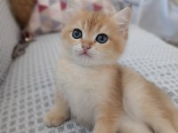 Golden bebekler british shorthair