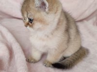 Safkan British Shorthair
